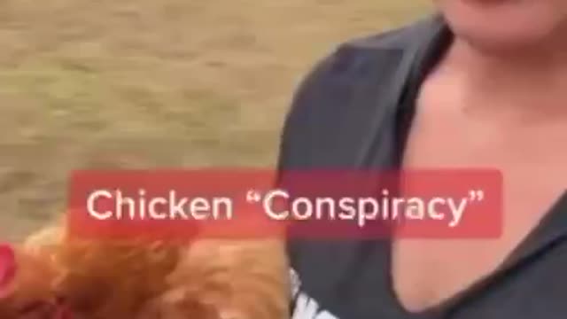 Literal Chicken Conspiracy