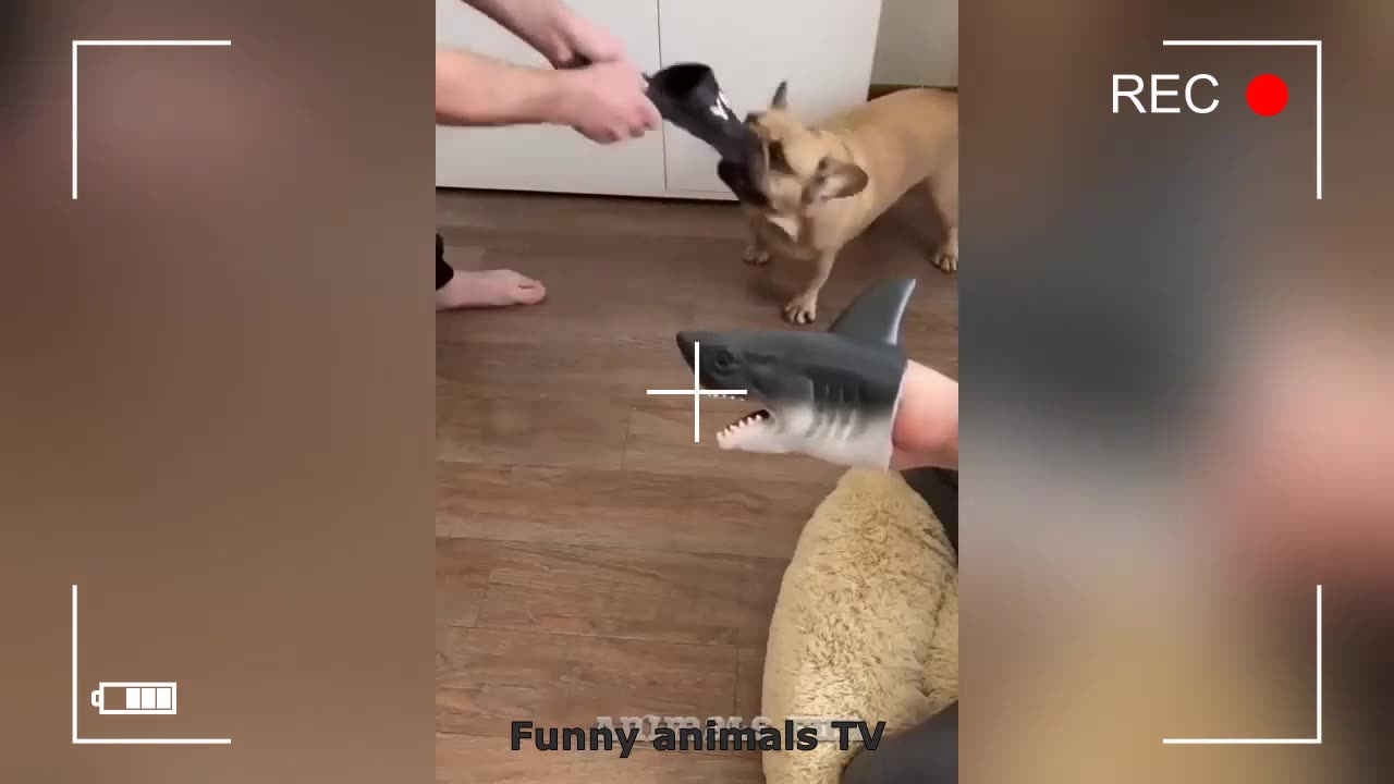 New Funny and Fail Videos 2023