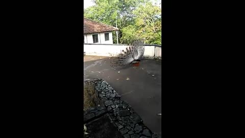 Cute Peacock dance