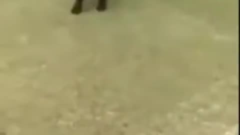 Funny animals 😁