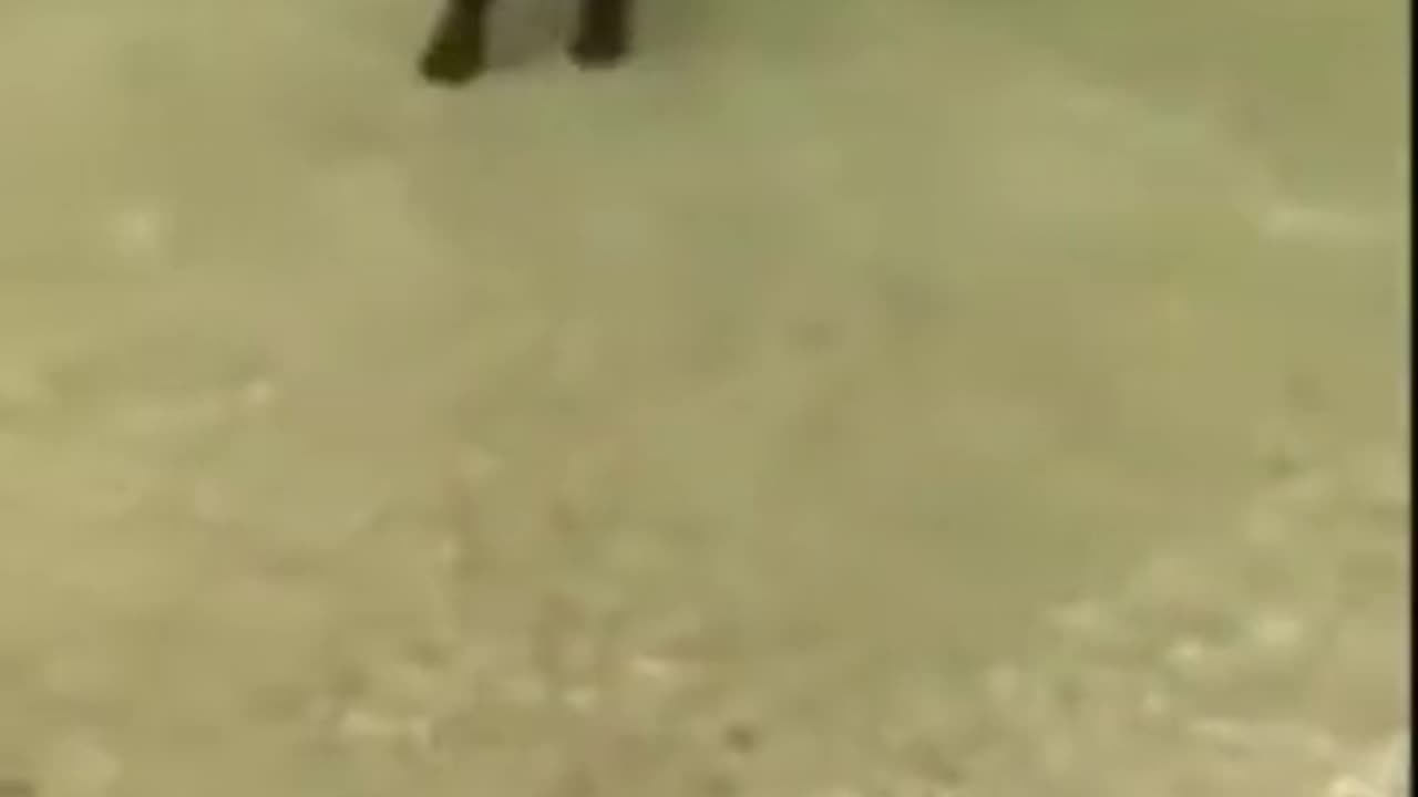 Funny animals 😁