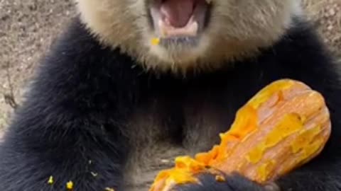 panda eating pumpkin