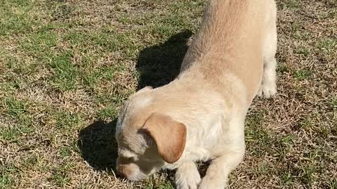 Cute Dog Crawls for Pets