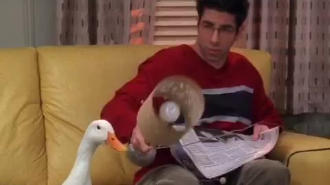 The Ultimate Duck Montage! 🦆