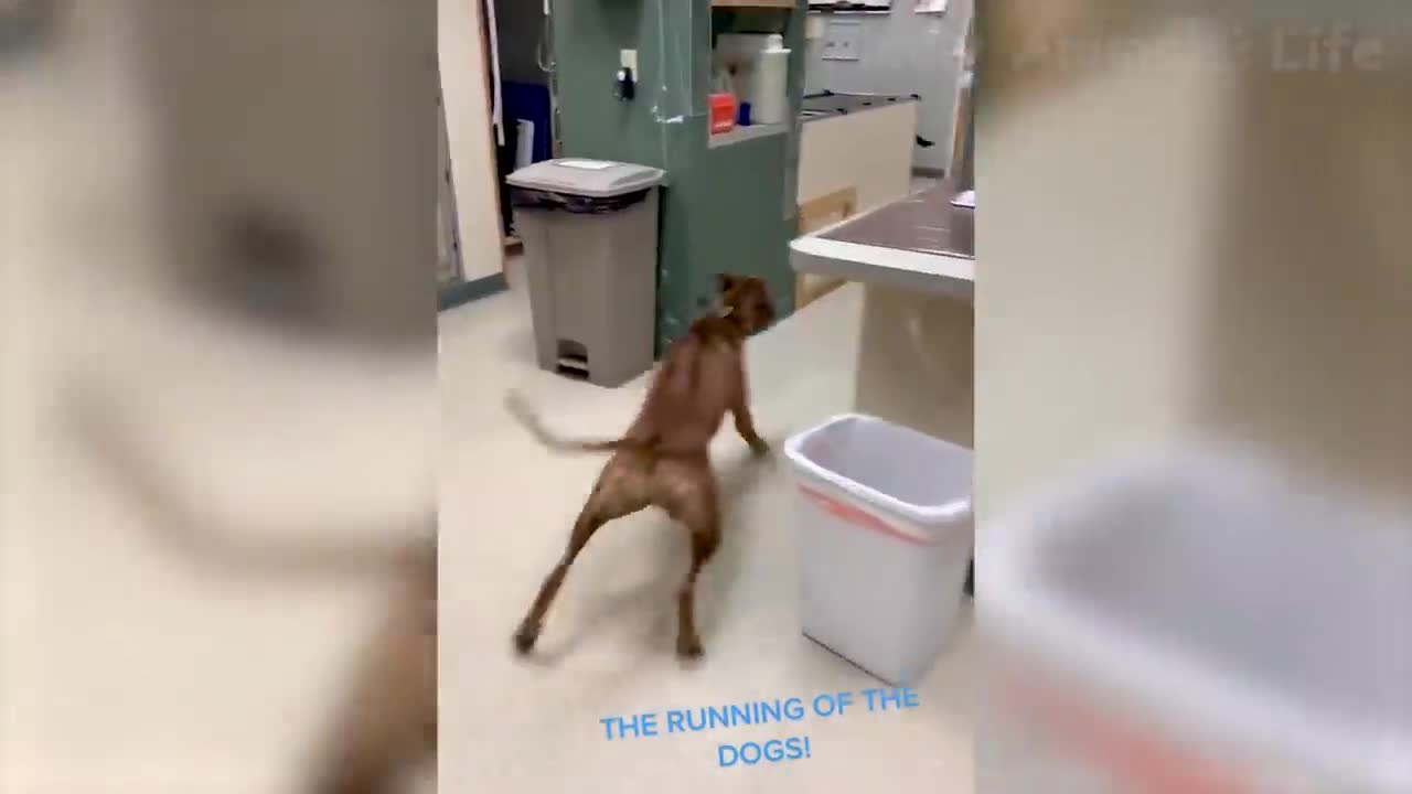 Funny Cats And Dogs Videos - Funniest Animal Videos 2022 😺