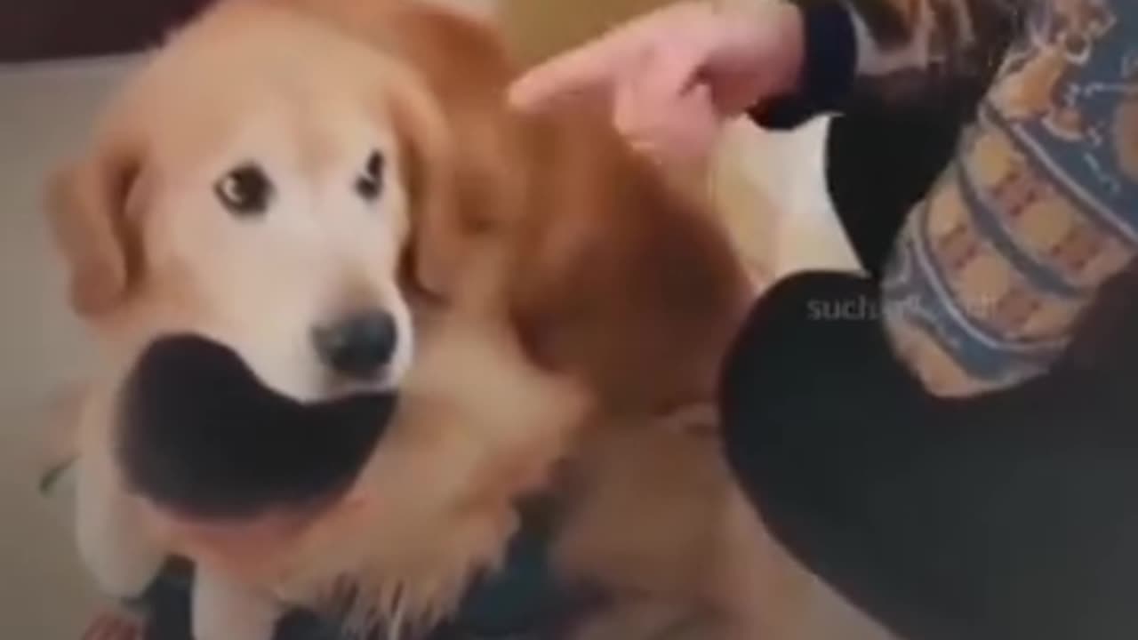 Animals lover dog