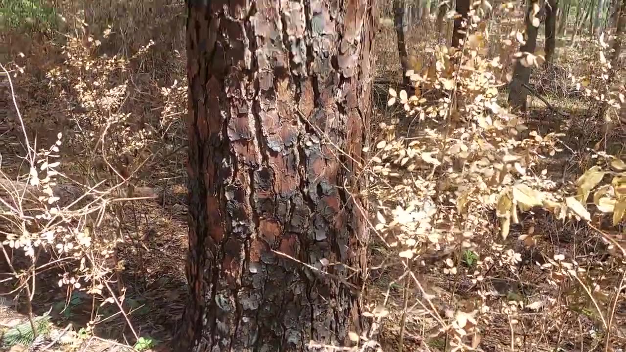 Huntsville State Park Burn Scars