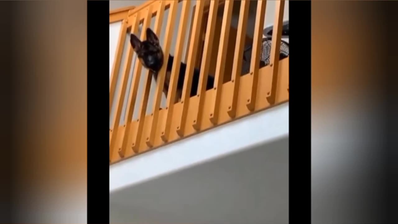 Funny Animals Shorts 2023 | Funny Cats | Funny Dogs 😂😂