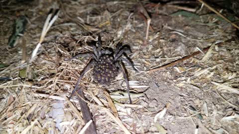 Creepy Cool Wolf Spider