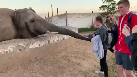 Elephant doesn’t like paparazzi