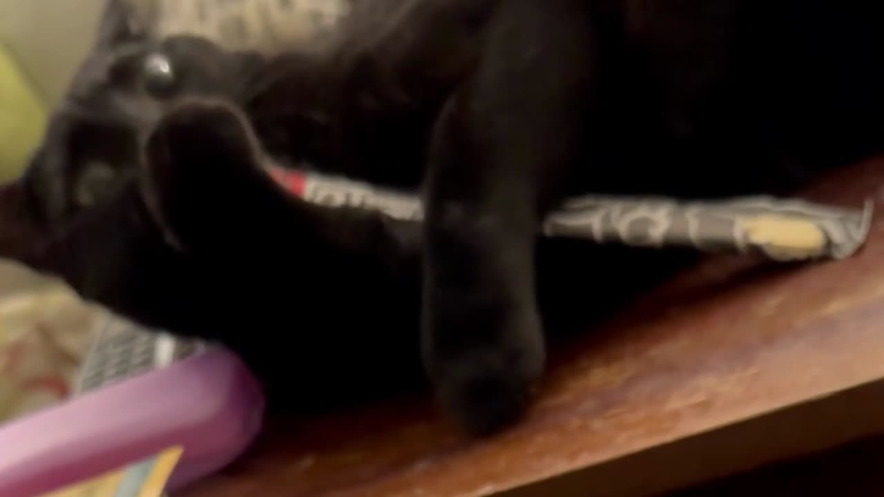 Adopting a Cat from a Shelter Vlog -Cute Precious Piper Enjoys Her Chopsticks