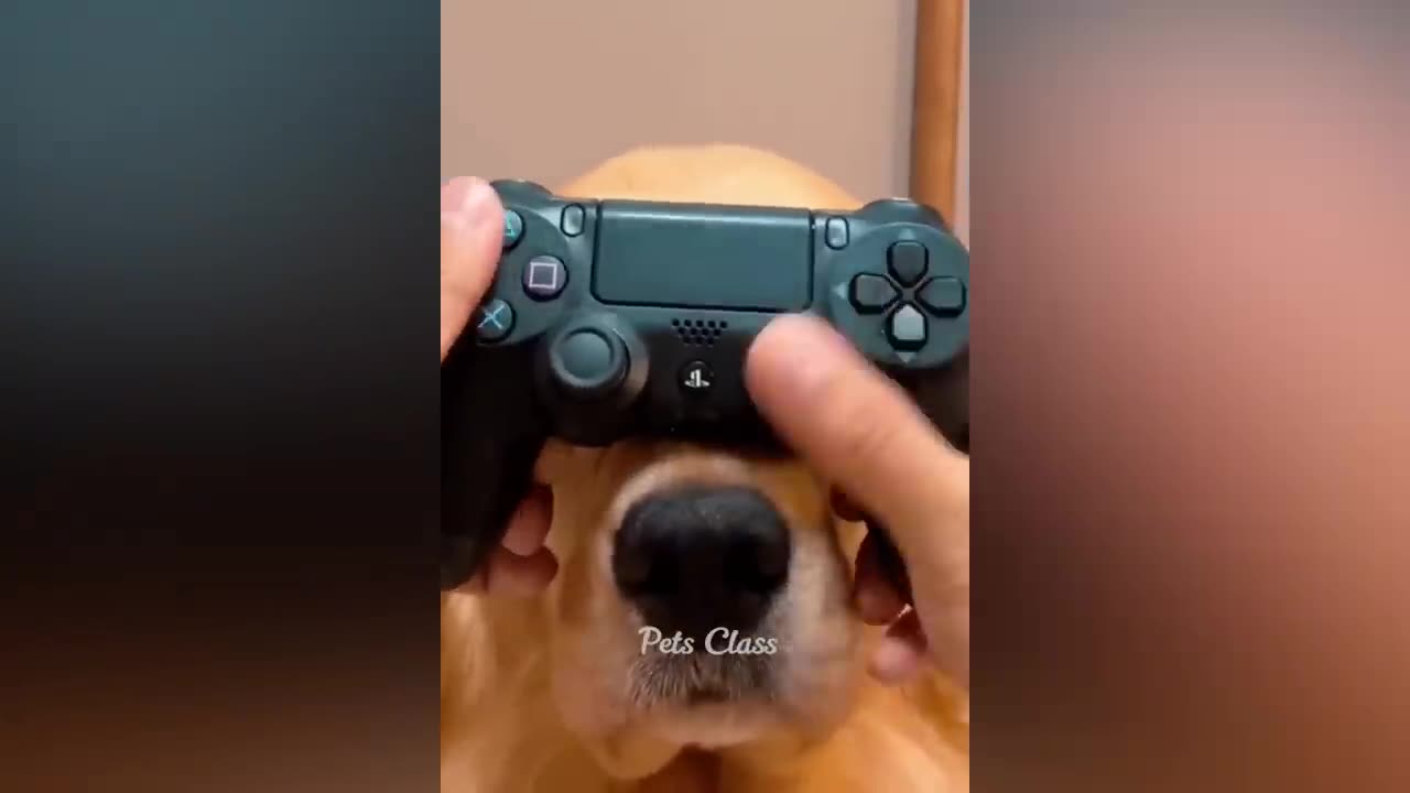 Best Funny Videos
