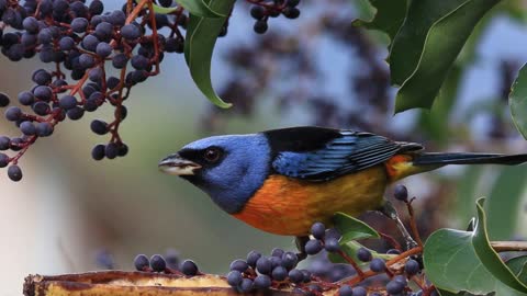 Blue-and-yellow Tanager bird. (Rauenia bonariensis)