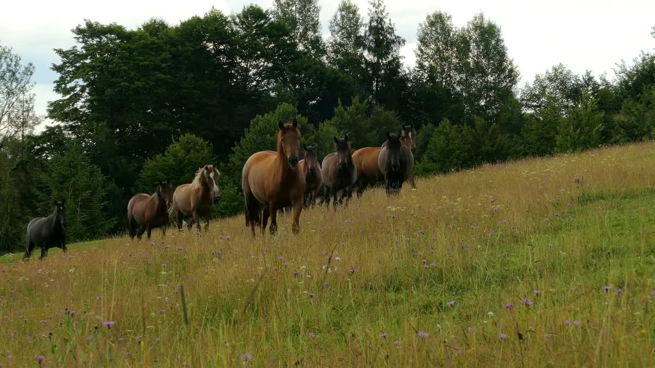 A herd of horses grazing on mountain pasture