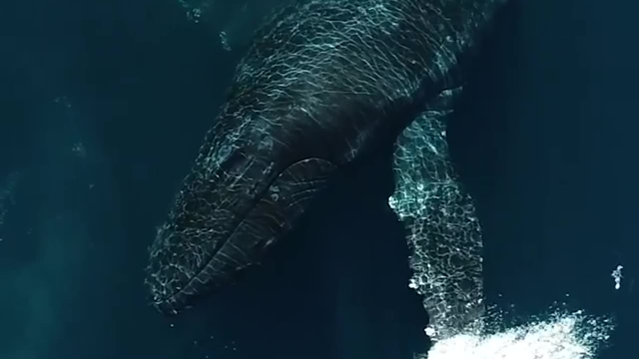 Breathing with whales