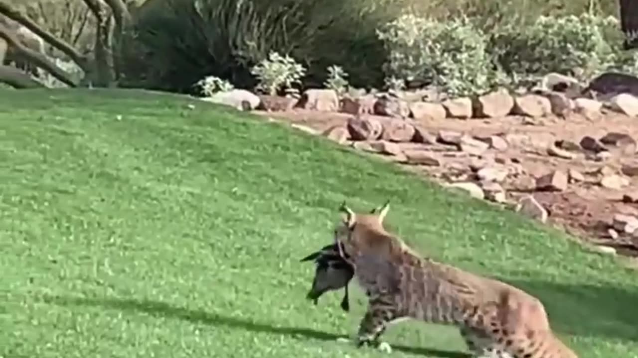 Birdied on the Gold Course | National Geographic Footage