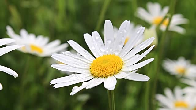 Flower rain