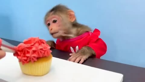 Naughty BiBi makes monster cupcakes #monkey