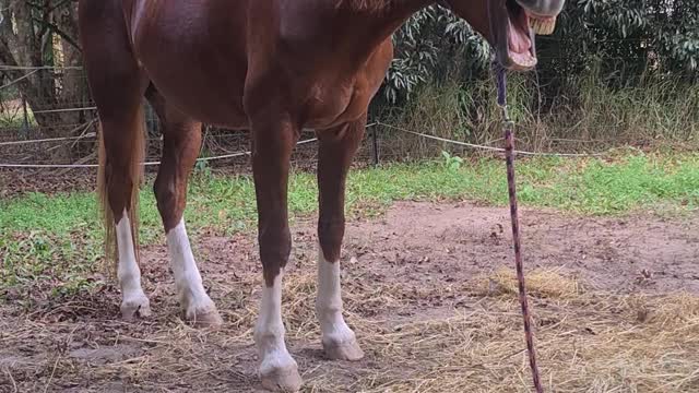 Yawning horse