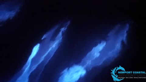 GLOWING 🐬 DOLPHINS