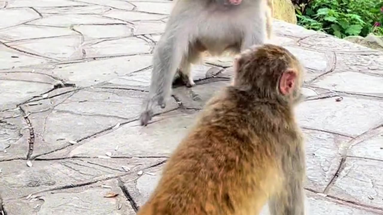 Funny monkeys #2