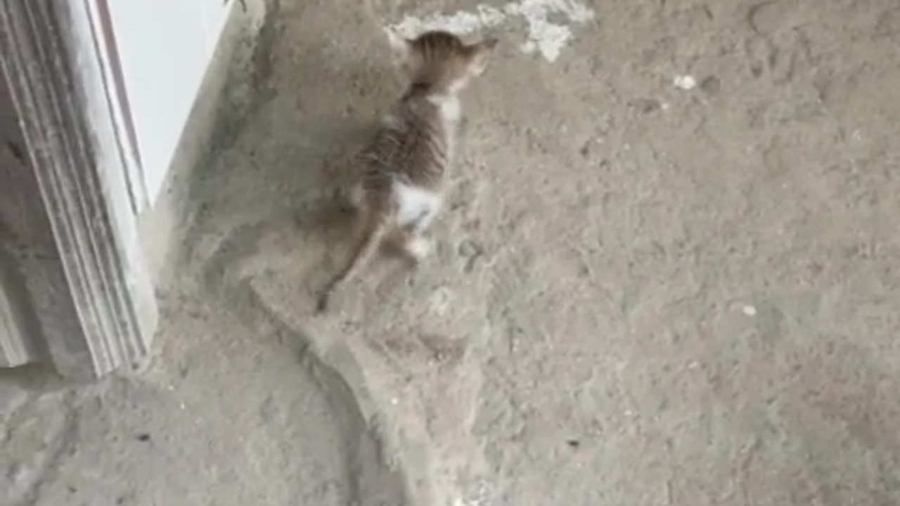Cats Funny Videos
