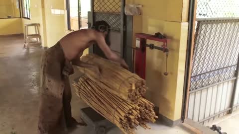 Cinnamon Making Process | Modern Ceylon Cinnamon Harvesting | How Ceylon Cinnamon Is Made