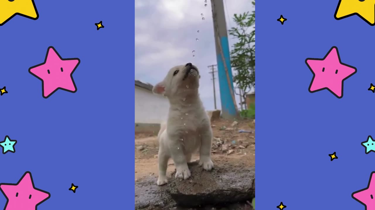 Watch How Dogs Drink Water.