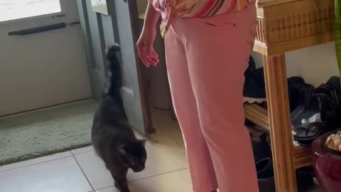Warm welcome from this kitty 🐈‍⬛ 😜