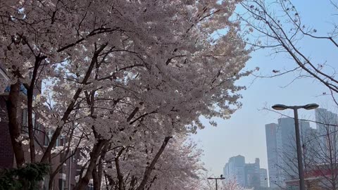 Mornings in Seoul 🇰🇷