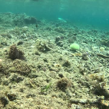 Snorkeling in the Morning