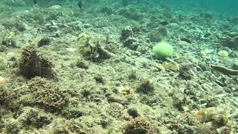 Snorkeling in the Morning