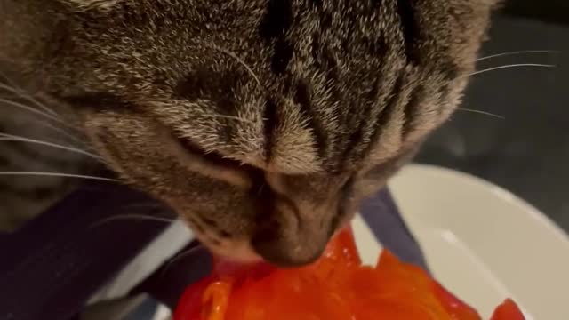 Cute Cats Eating Fruit #11