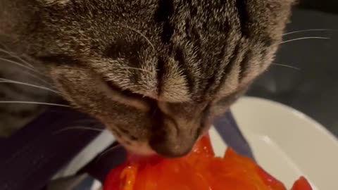 Cute Cats Eating Fruit #11