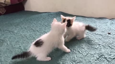 Cute funny cats | Cute kittens fight