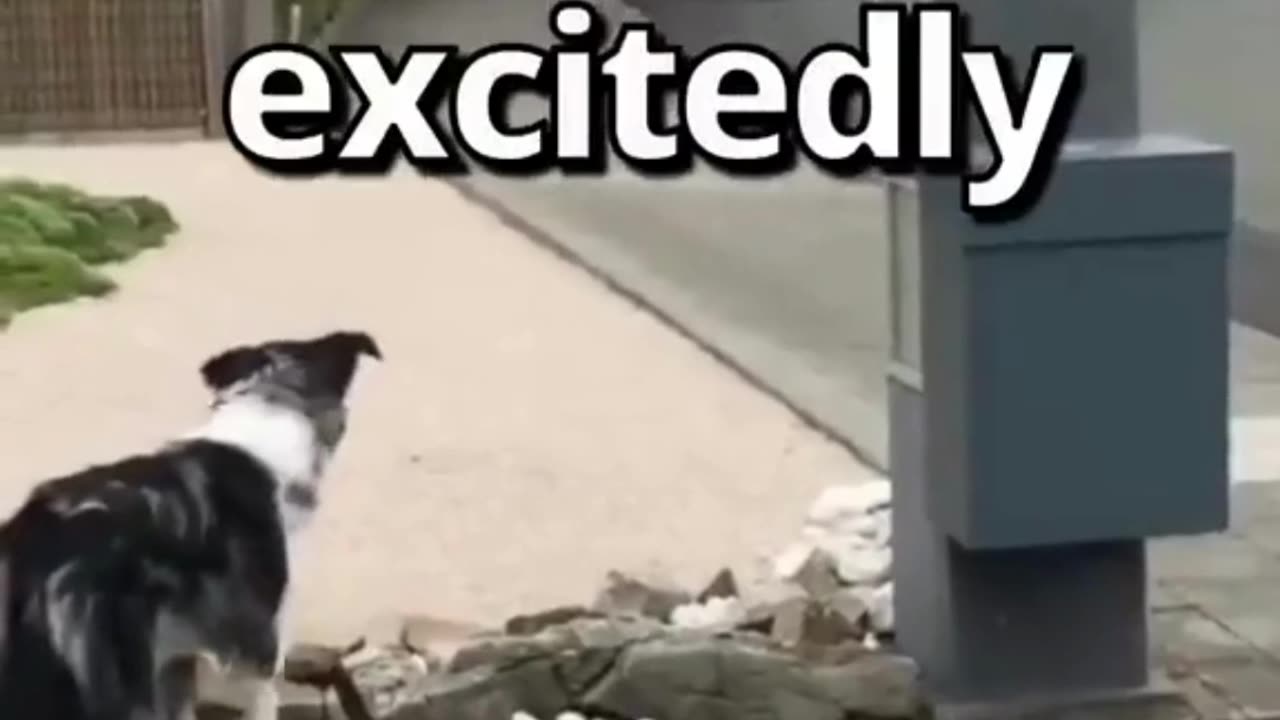 Dog waits for his cone! 🐕🍦