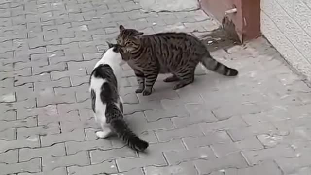 To cute cat talking