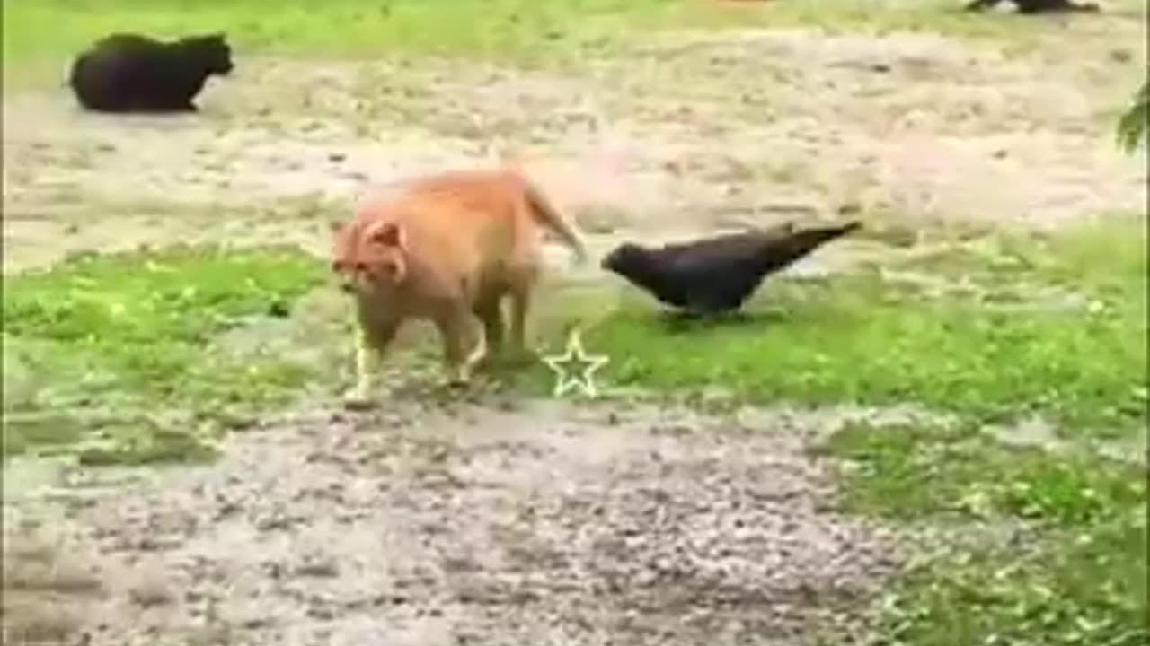 Funniest animal video