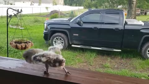 Neglected Parrot Baby is Rocking After Being Rescued #shorts #shortsvideo #video #viral