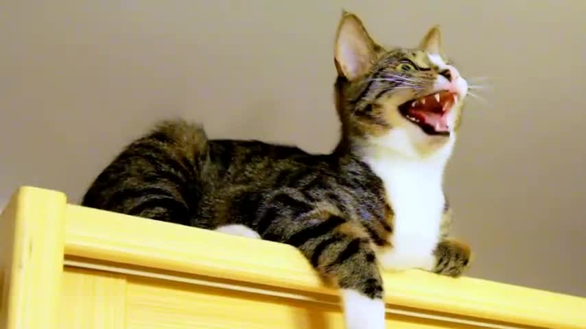 Kitten Talks to The Fly (Close Up)