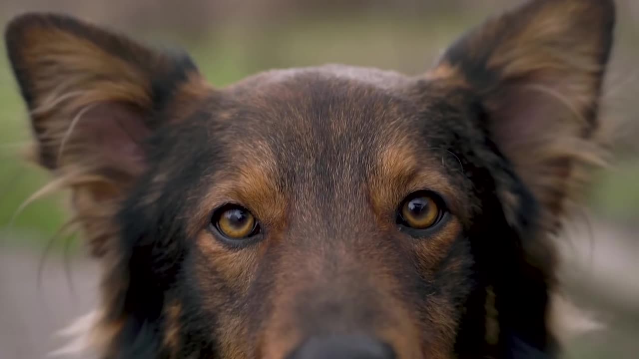 Funny Dog