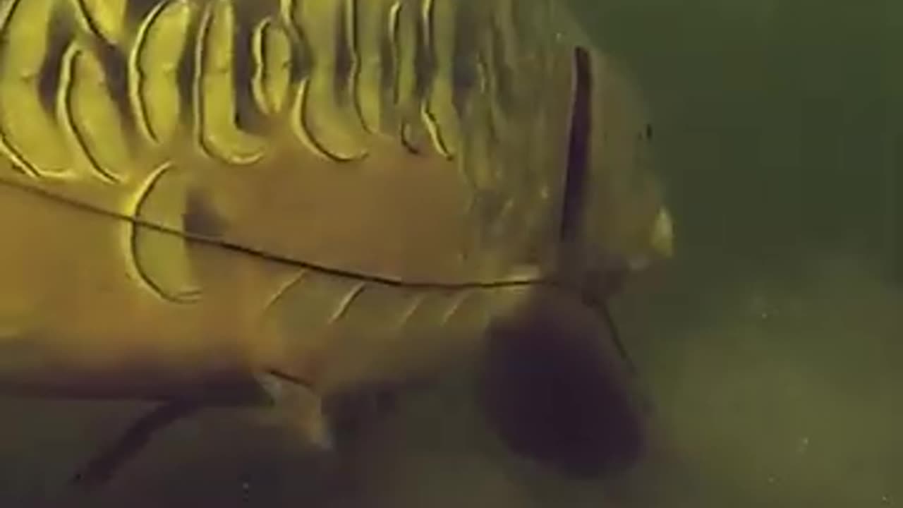 Underwater fish take ever