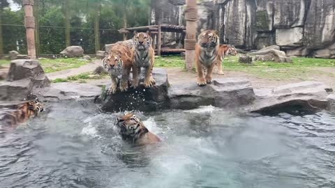 tigers