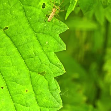 A beautiful spider on a leaf in the meadow.
