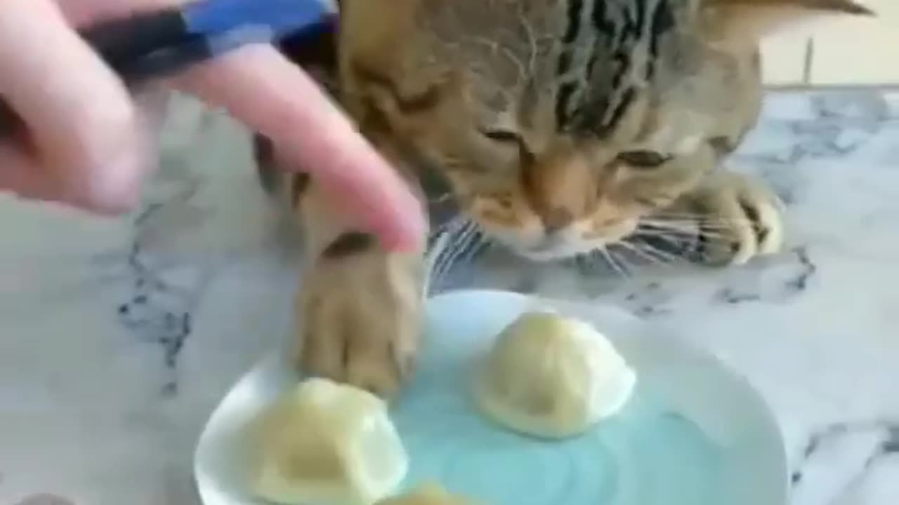 Funny Cats vidoes of 2023#funny vidoes