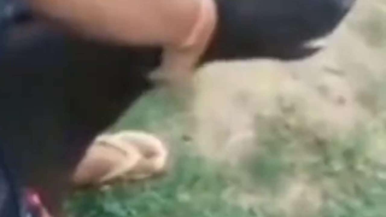 Funny Dog video