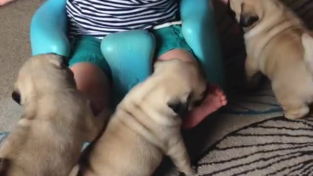 Baby and puppies cut video.