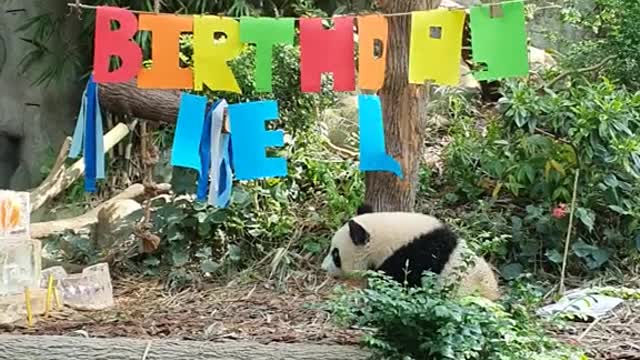 MENEWS Panda cub Le Lecelebrates 1st birthday