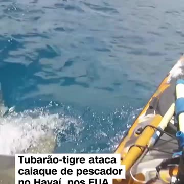 Tiger shark attacks fisherman's kayak off Hawaii coast
