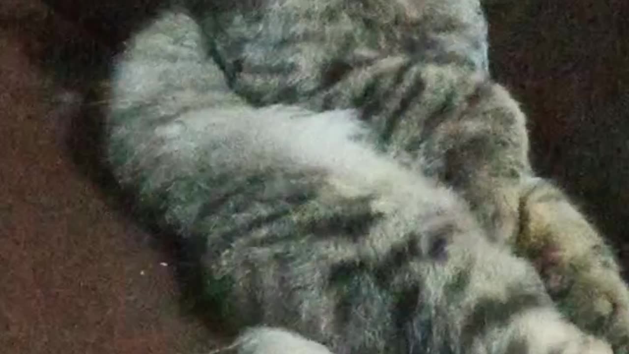 my cat is sleeping